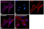 Syrian Hamster IgG (H+L) Highly Cross-Adsorbed Secondary Antibody in Immunocytochemistry (ICC/IF)