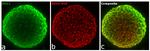 Armenian Hamster IgG (H+L) Highly Cross-Adsorbed Secondary Antibody in Immunocytochemistry (ICC/IF)