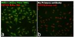 Armenian Hamster IgG (H+L) Highly Cross-Adsorbed Secondary Antibody in Immunocytochemistry (ICC/IF)