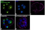 Armenian Hamster IgG (H+L) Highly Cross-Adsorbed Secondary Antibody in Immunocytochemistry (ICC/IF)