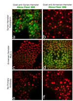 Armenian Hamster IgG (H+L) Highly Cross-Adsorbed Secondary Antibody