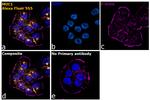 Armenian Hamster IgG (H+L) Highly Cross-Adsorbed Secondary Antibody in Immunocytochemistry (ICC/IF)