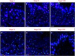 Fluorescein/Oregon Green Antibody in Immunohistochemistry (Paraffin) (IHC (P))