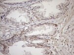 AAAS Antibody in Immunohistochemistry (Paraffin) (IHC (P))