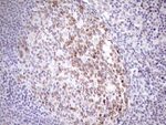 AAAS Antibody in Immunohistochemistry (Paraffin) (IHC (P))