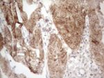 AAAS Antibody in Immunohistochemistry (Paraffin) (IHC (P))