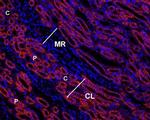 Angiotensin II Receptor Type-1 (extracellular) Antibody in Immunohistochemistry (Paraffin) (IHC (P))