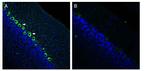 Renin Receptor/ATP6AP2 (extracellular) Antibody in Immunohistochemistry (Frozen) (IHC (F))