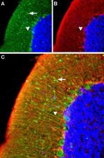 alpha 1A-Adrenergic Receptor (extracellular) Antibody in Immunohistochemistry (IHC)