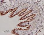 beta 2-Adrenergic Receptor (extracellular) Antibody in Immunohistochemistry (Paraffin) (IHC (P))