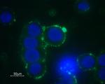 alpha 1B-Adrenergic Receptor (extracellular) Antibody in Immunocytochemistry (ICC/IF)