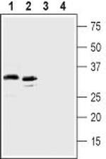 C5aR2 (extracellular) Antibody in Western Blot (WB)