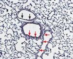 Bestrophin-1 (extracellular) Antibody in Immunohistochemistry (Paraffin) (IHC (P))