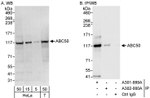 ABC50 Antibody in Western Blot (WB)