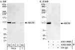 ABC50 Antibody in Western Blot (WB)