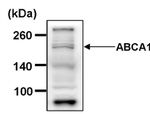 ABCA1 Antibody in Western Blot (WB)