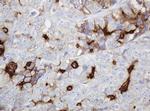 ABCB1 Antibody in Immunohistochemistry (Paraffin) (IHC (P))