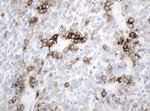 ABCB1 Antibody in Immunohistochemistry (Paraffin) (IHC (P))