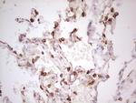 ABCB1 Antibody in Immunohistochemistry (Paraffin) (IHC (P))