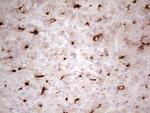 ABCB1 Antibody in Immunohistochemistry (Paraffin) (IHC (P))