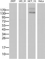 ABCB1 Antibody in Western Blot (WB)