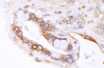 ABCB9 Antibody in Immunohistochemistry (IHC)