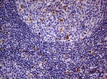 ABCD1 Antibody in Immunohistochemistry (Paraffin) (IHC (P))