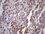 ABCD1 Antibody in Immunohistochemistry (Paraffin) (IHC (P))