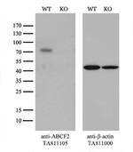 ABCF2 Antibody in Western Blot (WB)