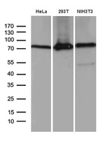 ABCF2 Antibody in Western Blot (WB)