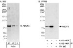 ABCF3 Antibody in Western Blot (WB)