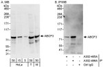 ABCF3 Antibody in Western Blot (WB)