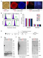 CD338 (ABCG2) Antibody in Western Blot (WB)