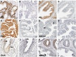 CD338 (ABCG2) Antibody in Immunohistochemistry (IHC)