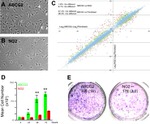 CD338 (ABCG2) Antibody in Immunocytochemistry (ICC/IF)