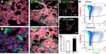 CD338 (ABCG2) Antibody in Immunohistochemistry (IHC)