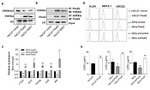 CD338 (ABCG2) Antibody in Flow Cytometry (Flow)