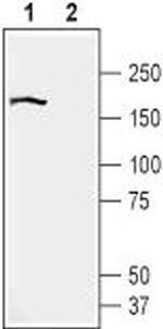 BAI2 (extracellular) Antibody in Western Blot (WB)