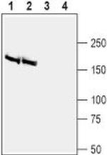 BAI2 (extracellular) Antibody in Western Blot (WB)