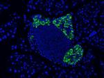 GLP-1 Antibody in Immunohistochemistry (IHC)