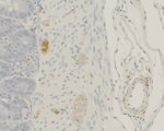 CGRP Antibody in Immunohistochemistry (Paraffin) (IHC (P))