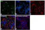 NPY Antibody in Immunocytochemistry (ICC/IF)