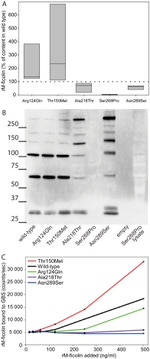 FCN1 Antibody in Western Blot (WB)