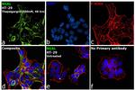 NGAL Antibody in Immunocytochemistry (ICC/IF)