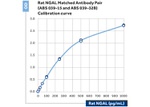 NGAL Antibody in ELISA (ELISA)