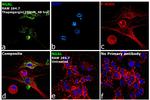 NGAL Antibody in Immunocytochemistry (ICC/IF)