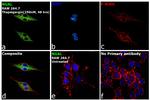 NGAL Antibody in Immunocytochemistry (ICC/IF)