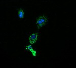 ACAA2 Antibody in Immunocytochemistry (ICC/IF)