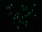 ACAA2 Antibody in Immunocytochemistry (ICC/IF)