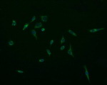 ACAA2 Antibody in Immunocytochemistry (ICC/IF)